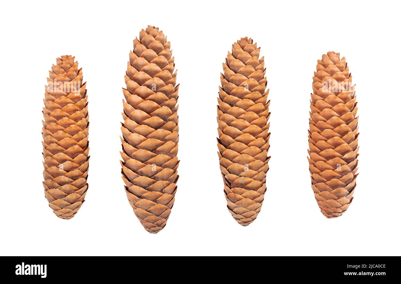 fir cone path isolated on white Stock Photo