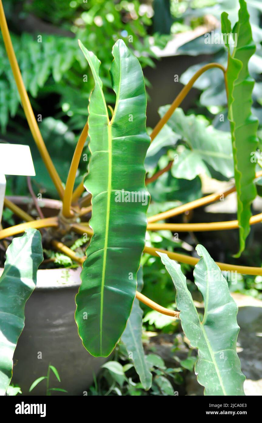 Philodendron billietiae Croat, Philodendron plant in the flower pot Stock Photo