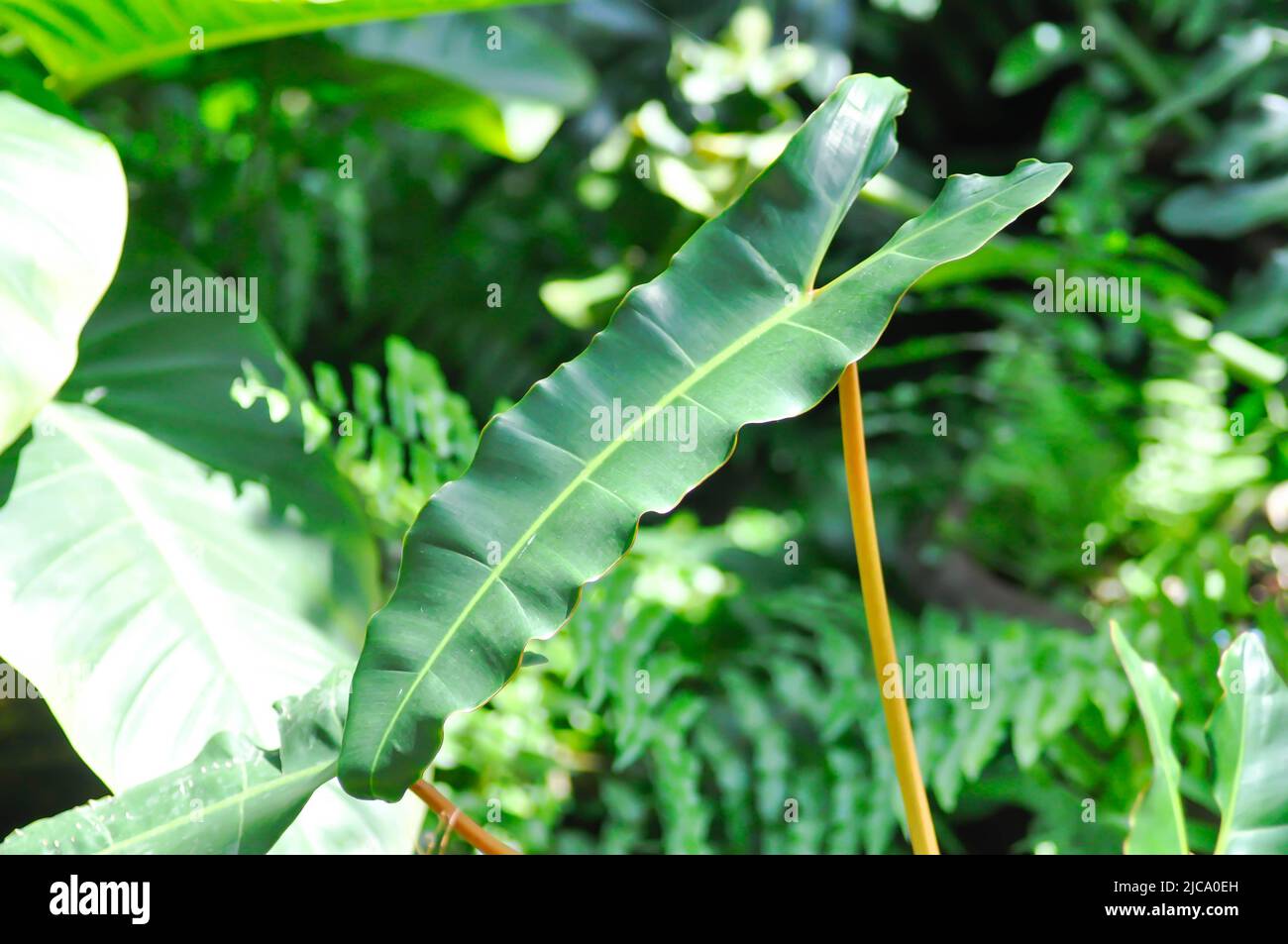 Philodendron billietiae Croat, Philodendron plant in the flower pot Stock Photo