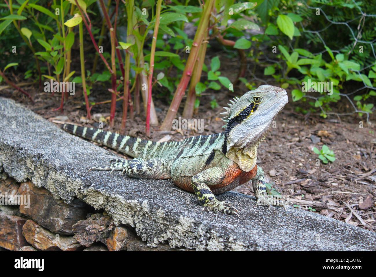 Closeup of colorful iguana on rock wall with tropical plants in background Stock Photo