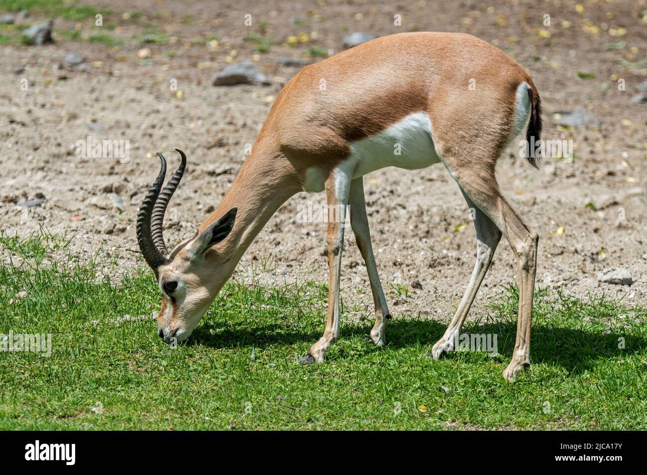 Dorcas gazelle / ariel gazelle (Gazella dorcas / Capra dorcas) grazing grass, native to semidesert climates of Africa and Arabia Stock Photo