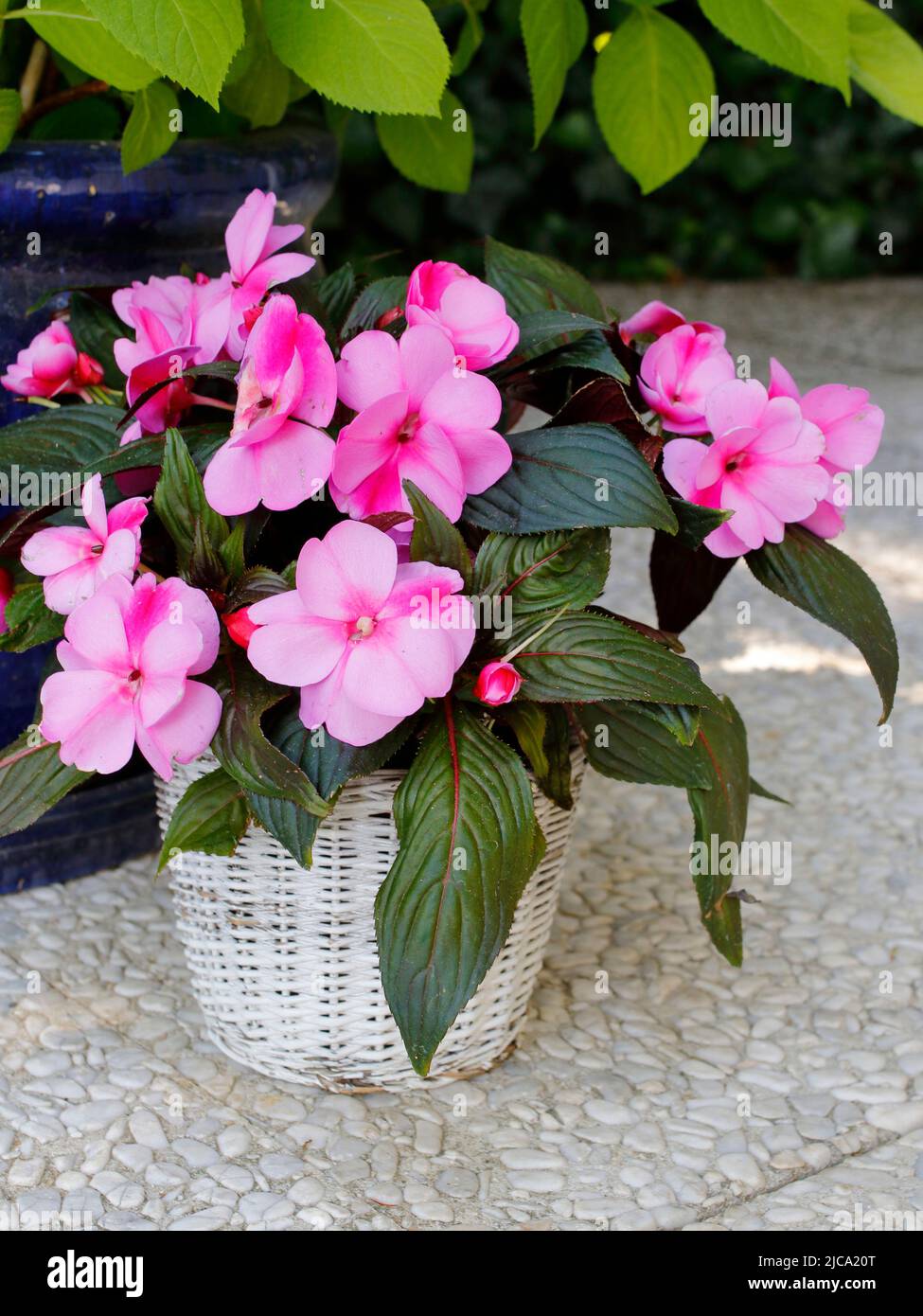 A pretty Busy Lizzie flower with pink blossoms in a white pot on the terrace Stock Photo
