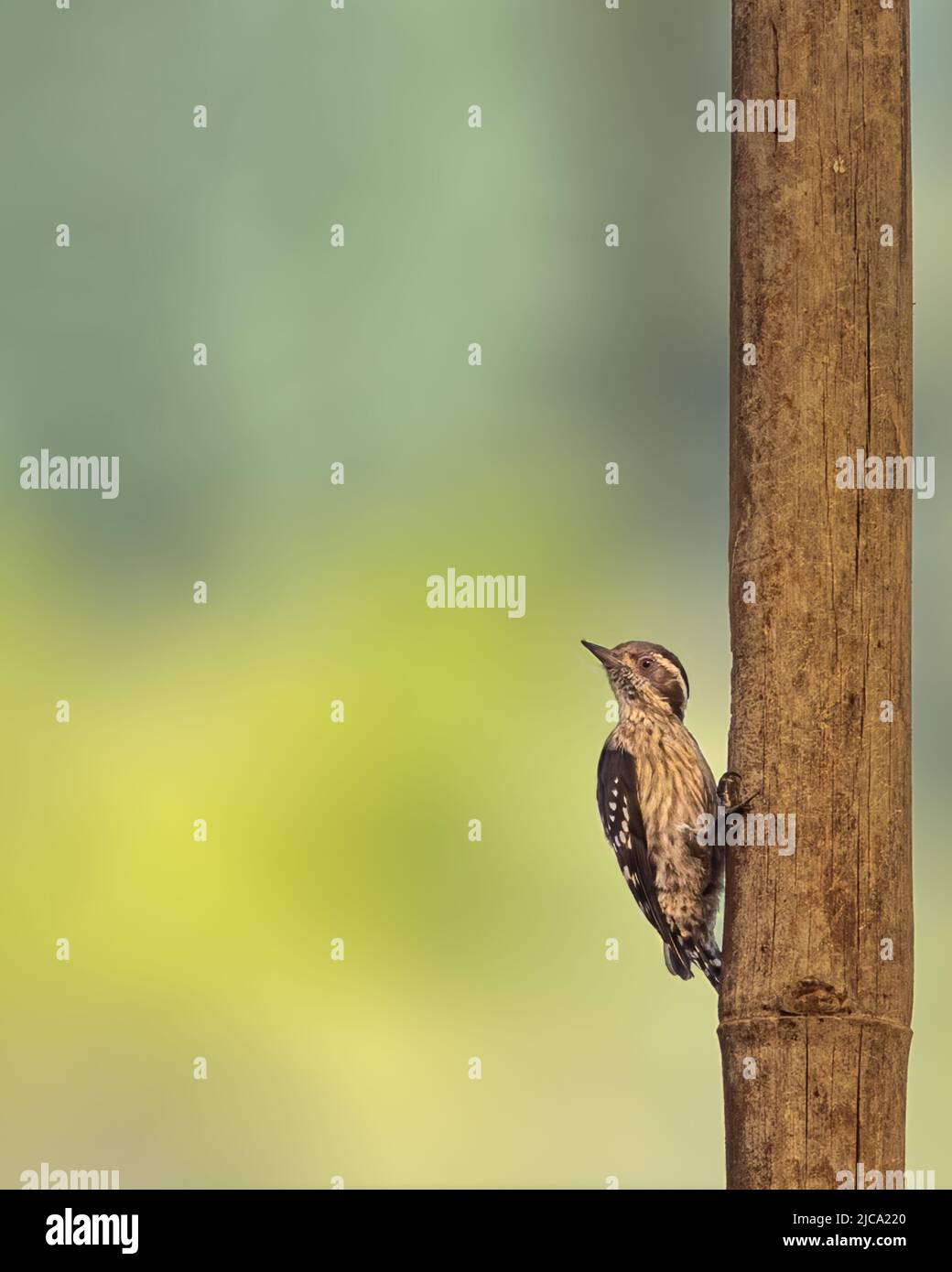 Pygmy Woodpecker on a bamboo- ready to take off Stock Photo