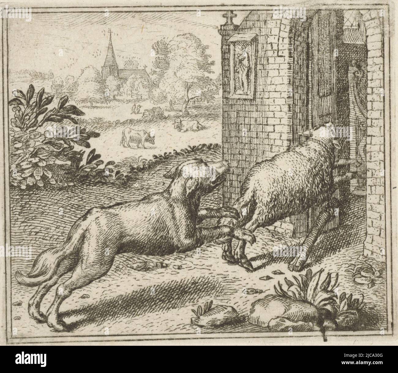 Wolf chases sheep hi-res stock photography and images - Alamy