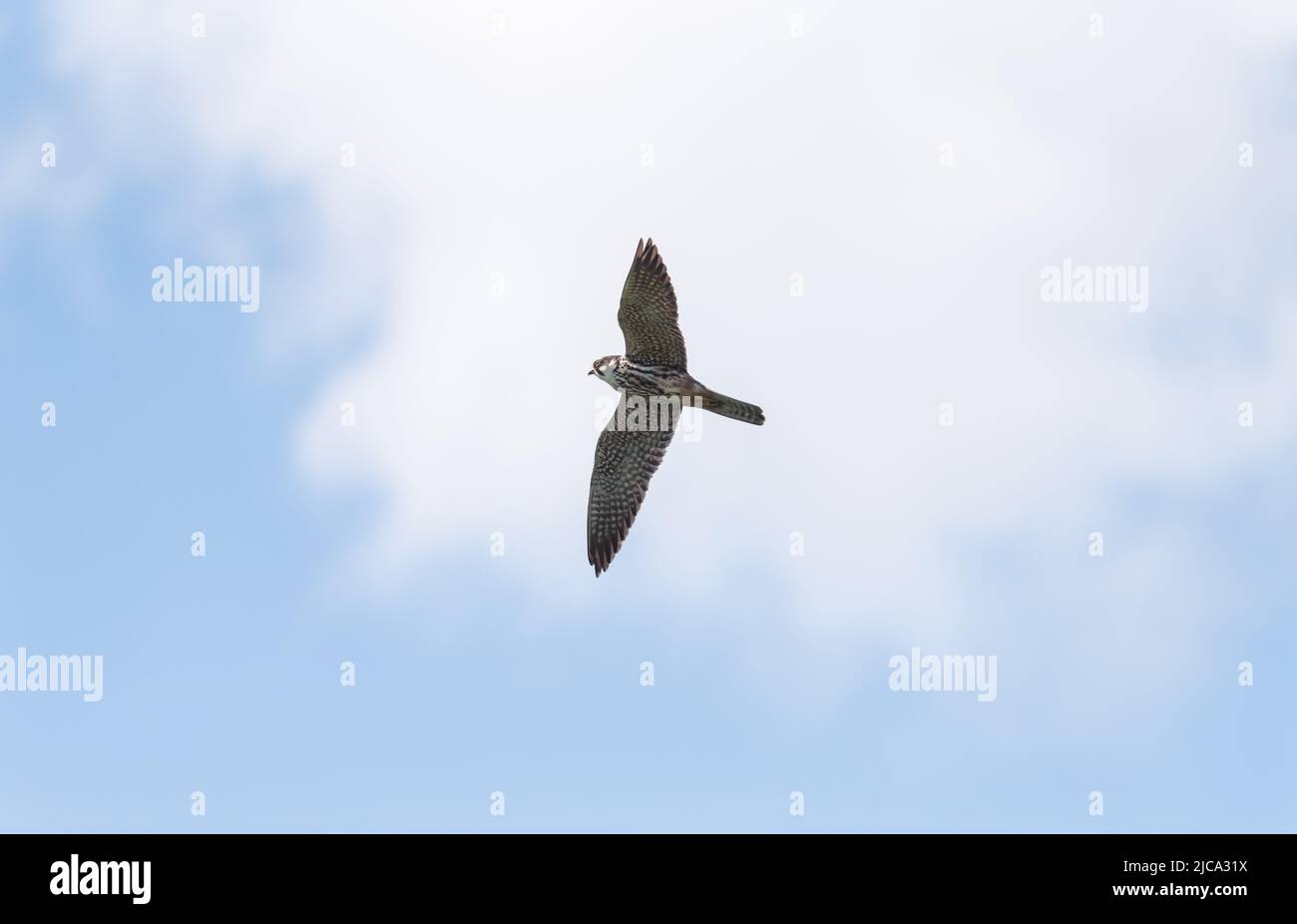 Flying Eurasian Hobby (Falco subbuteo Stock Photo Alamy