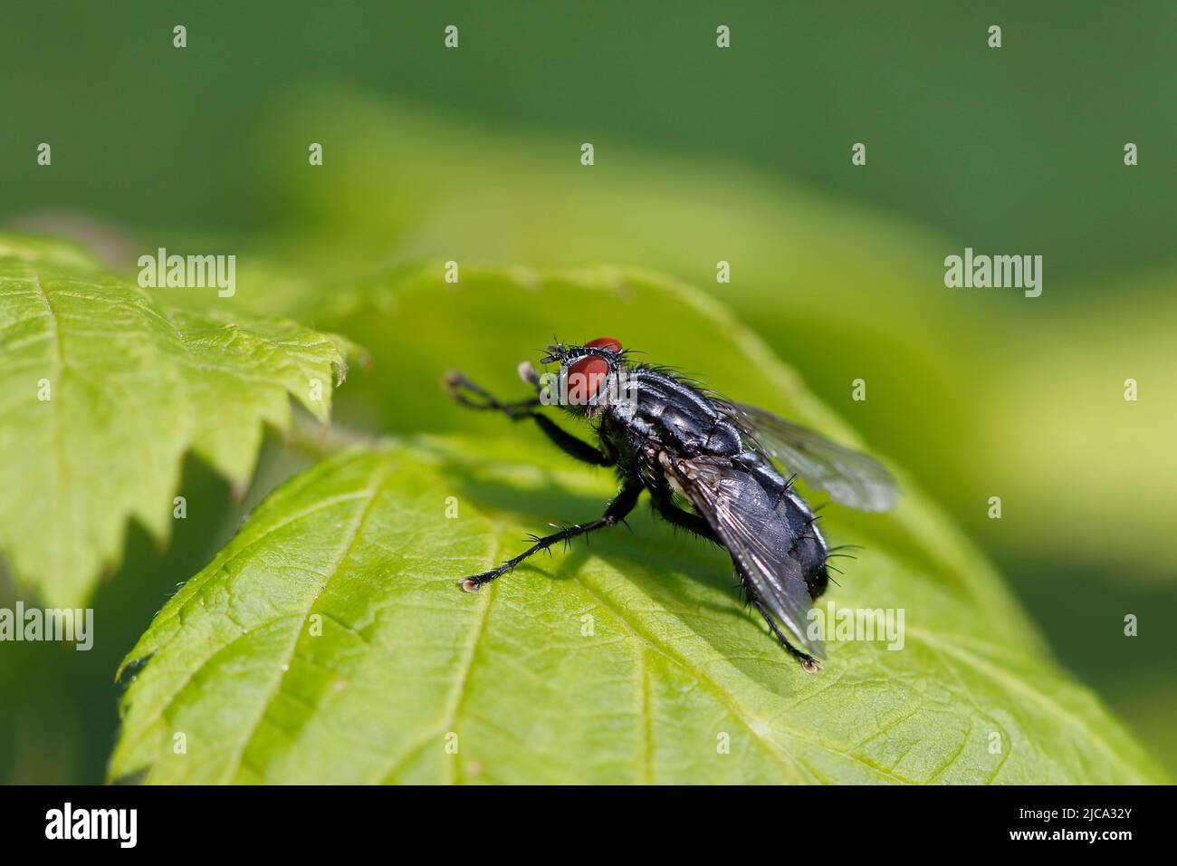 A blowfly sits on a tree leave Stock Photo