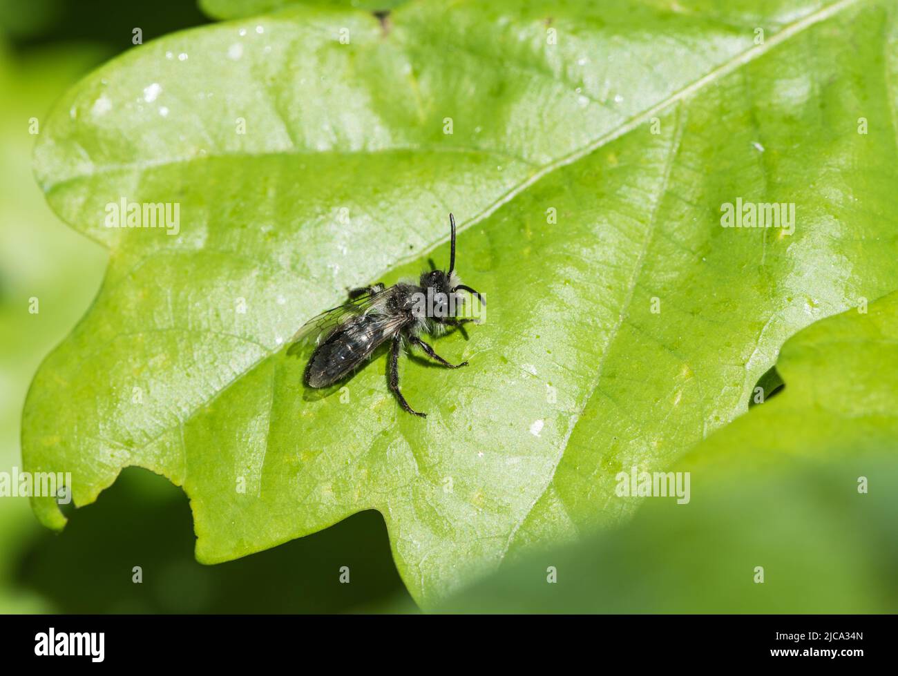 Resting male Ashy Mining Bee (Andrena cineraria) Stock Photo