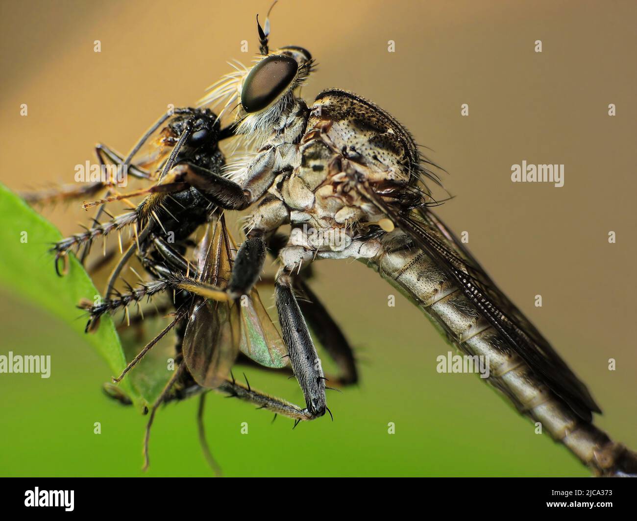Small insects with blur background hi-res stock photography and images ...