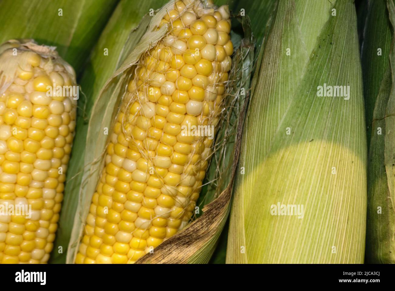 Fresh corn on the cob partly in the husk with silks stacked vertically