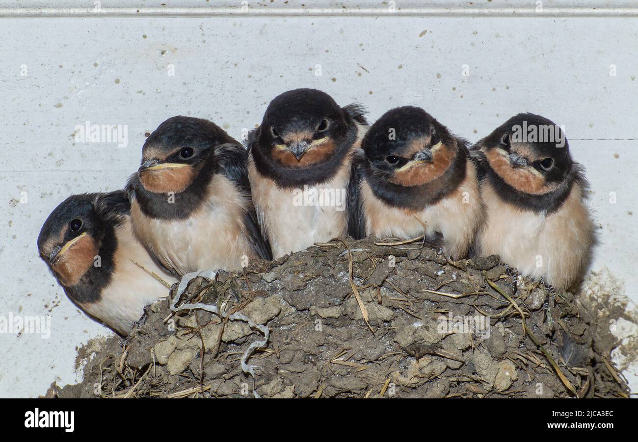 Hirundo rustica (Barn swallow) chicks at Aberglasney Gardens Stock Photo