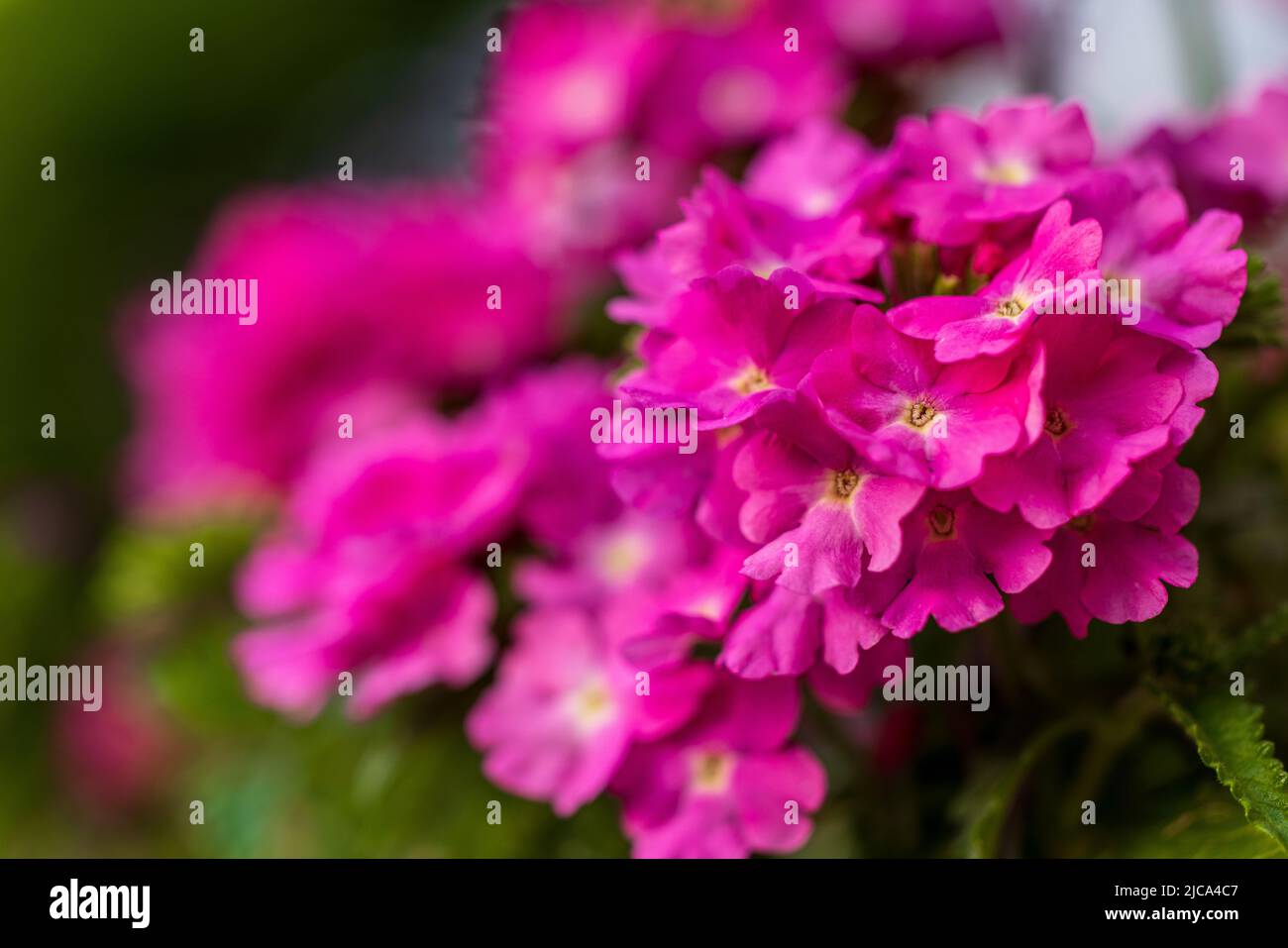 Beautiful Pink Verbena Stock Photo