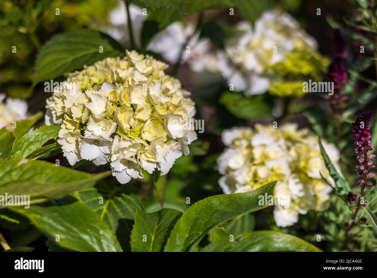 Hydrangea macrophylla ‘Wudu’ Stock Photo