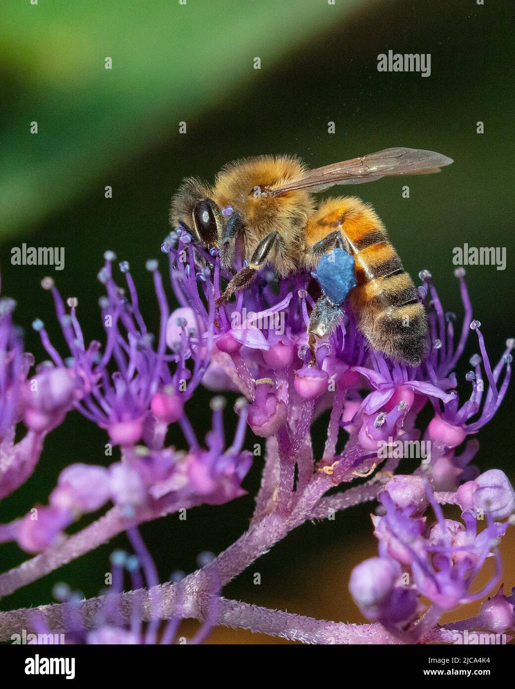 Honey bee collecting blue hydrangea pollen at Aberglasney Gardens Stock