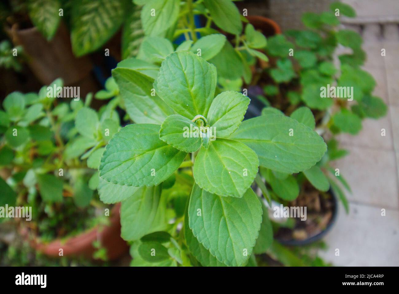 boldo leaves in a garden in Rio de Janeiro. Stock Photo