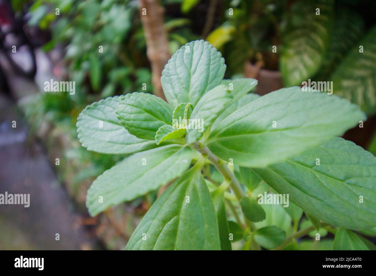 boldo leaves in a garden in Rio de Janeiro. Stock Photo