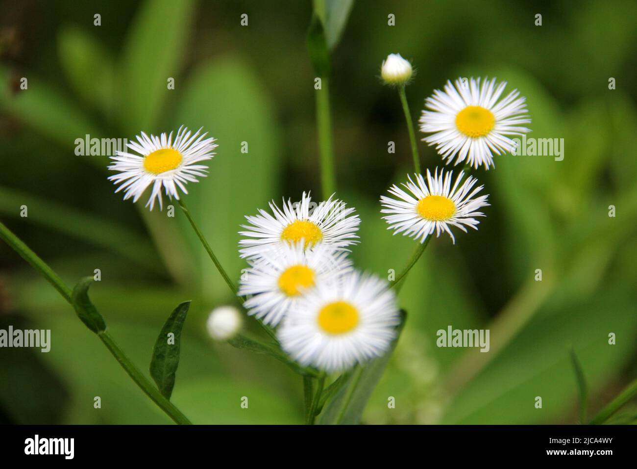 Eastern daisy fleabane, scientific name Erigeron annuus, wild flowers, closeup, seen in