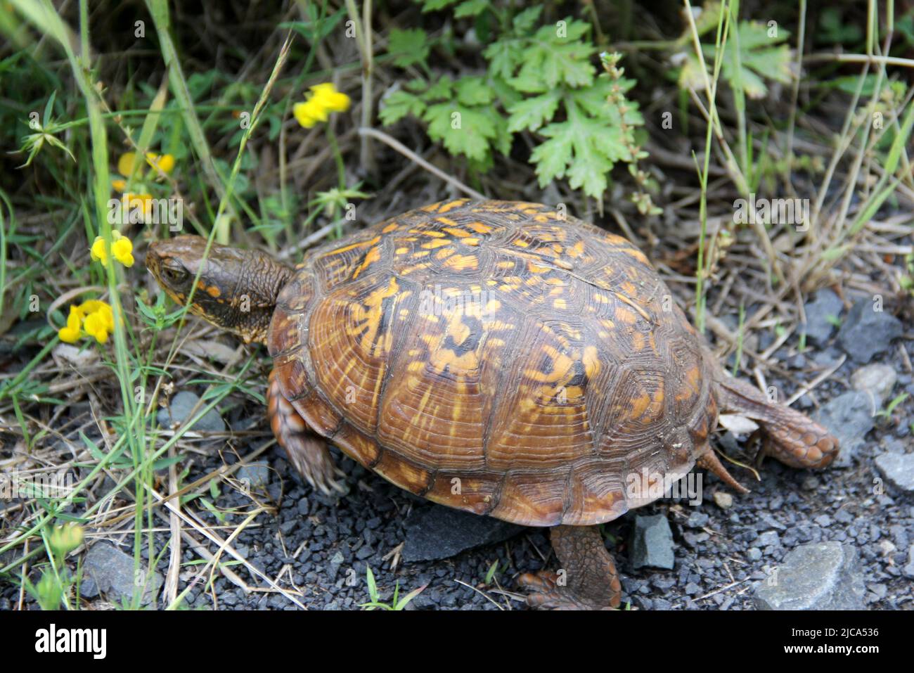 Eastern box turtle, aka land turtle, in the grass, seen in Latourette ...