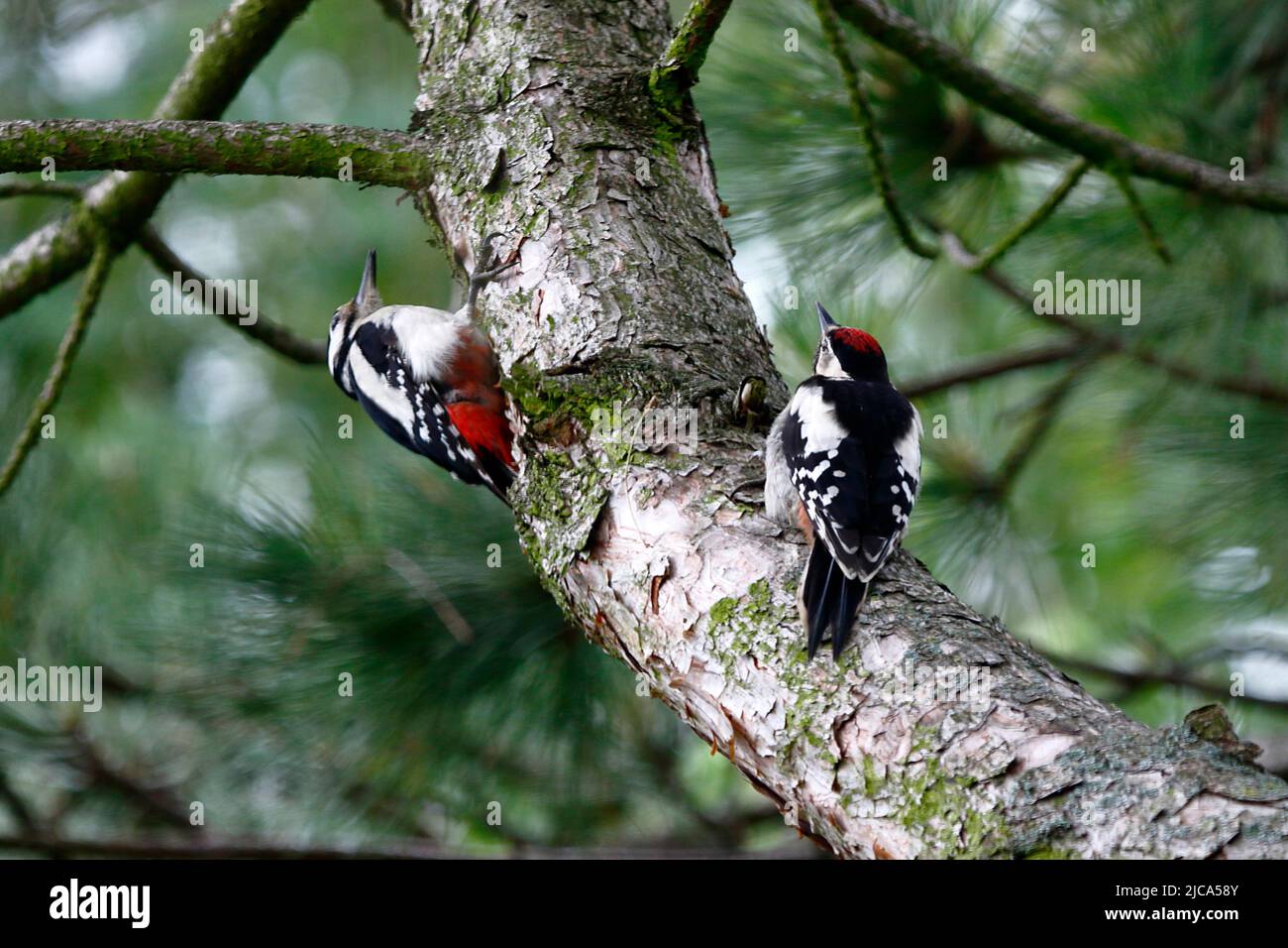 Two great spotted woodpeckers on a pine when examining the bark Stock Photo