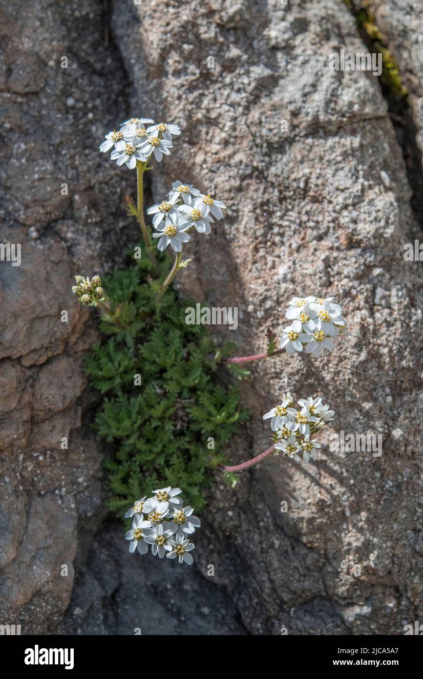 Musk Milfoil (Achillea erba-rotta subsp. moschata) Stock Photo