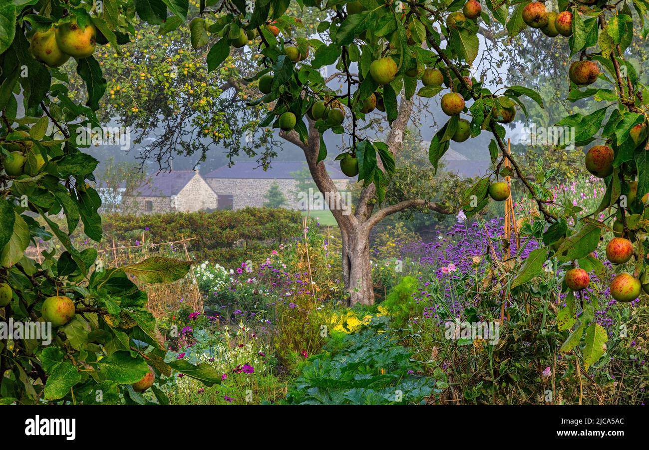 The Kitchen Garden at Harvest time, Aberglasney Stock Photo