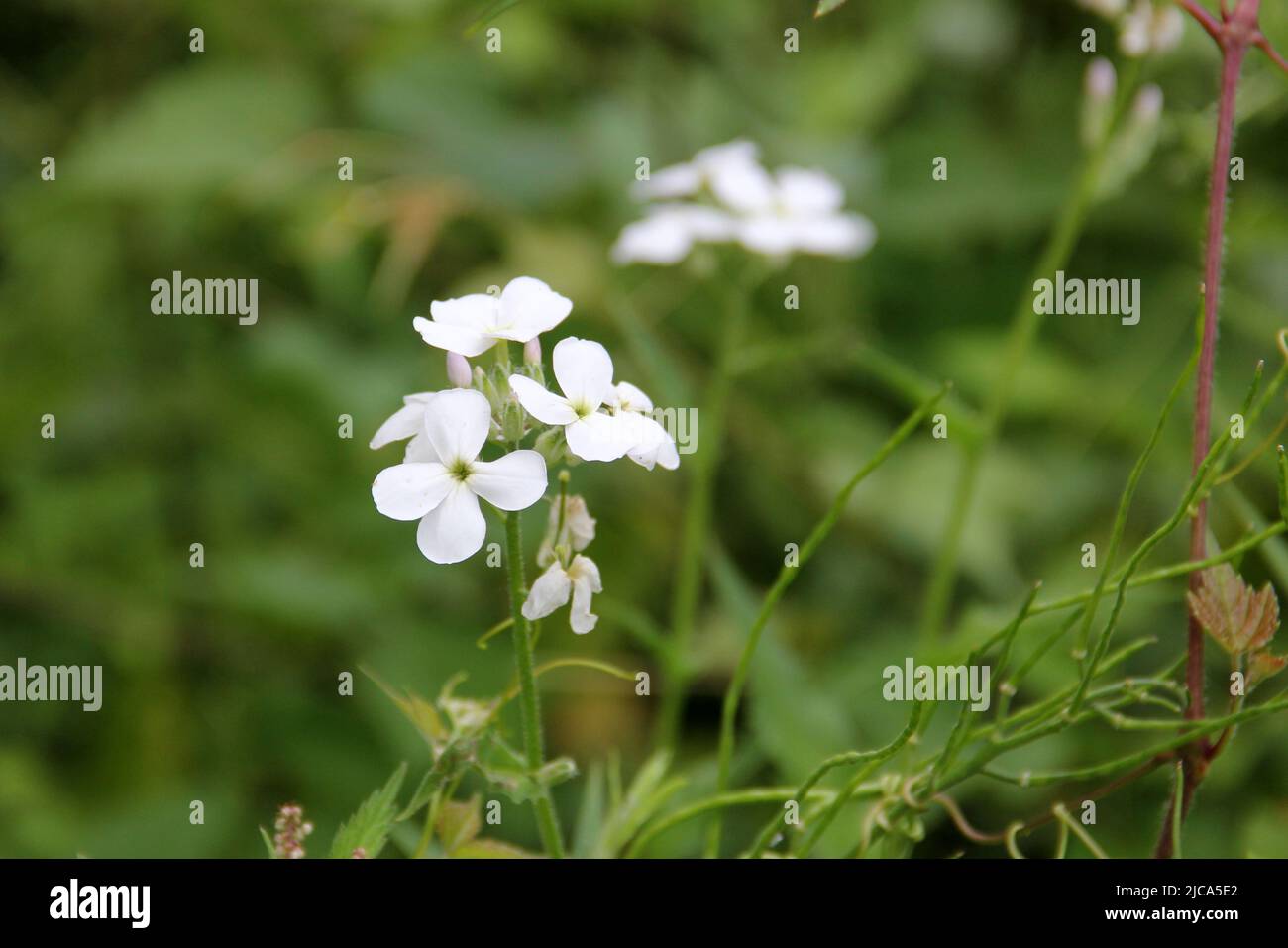 Mayflower, wild flowers, closeup, seen in Latourette Park, Staten