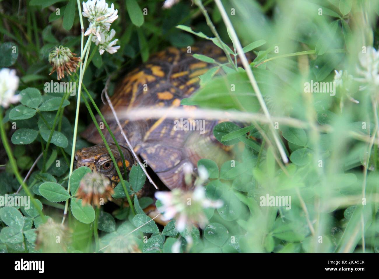 Eastern box turtle, aka land turtle, in the grass, seen in Latourette