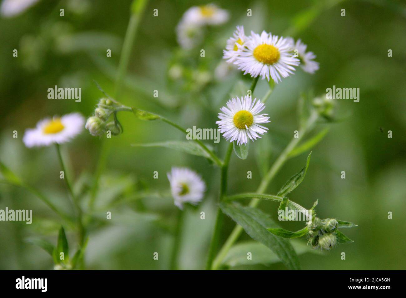 Eastern daisy fleabane, scientific name Erigeron annuus, wild flowers
