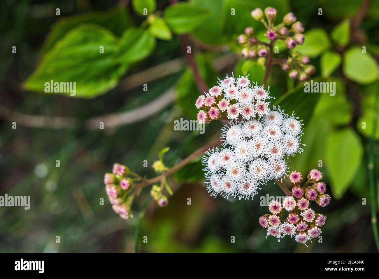 Ageratina adenophora (synonym Eupatorium adenophorum), commonly known as Crofton weed, is a species of flowering plant in the family Asteraceae. Stock Photo