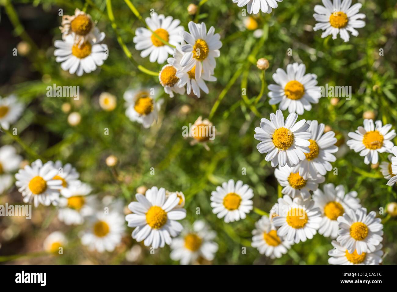 Argyranthemum frutescens, known as Paris daisy, marguerite or marguerite daisy, is a perennial plant known for its flowers. Stock Photo