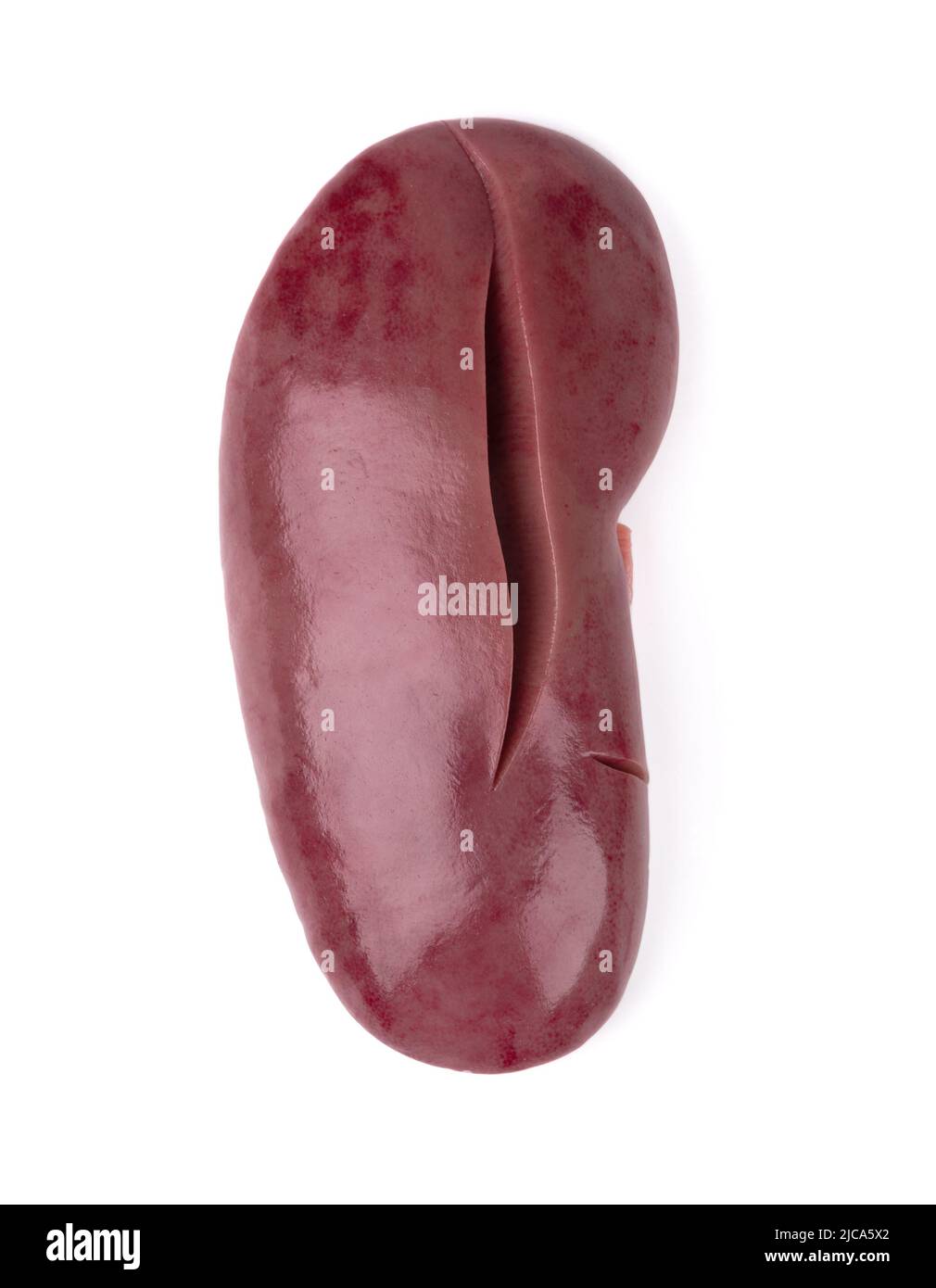 Pork kidney isolated on white background. Closeup. Raw pig kidney Stock