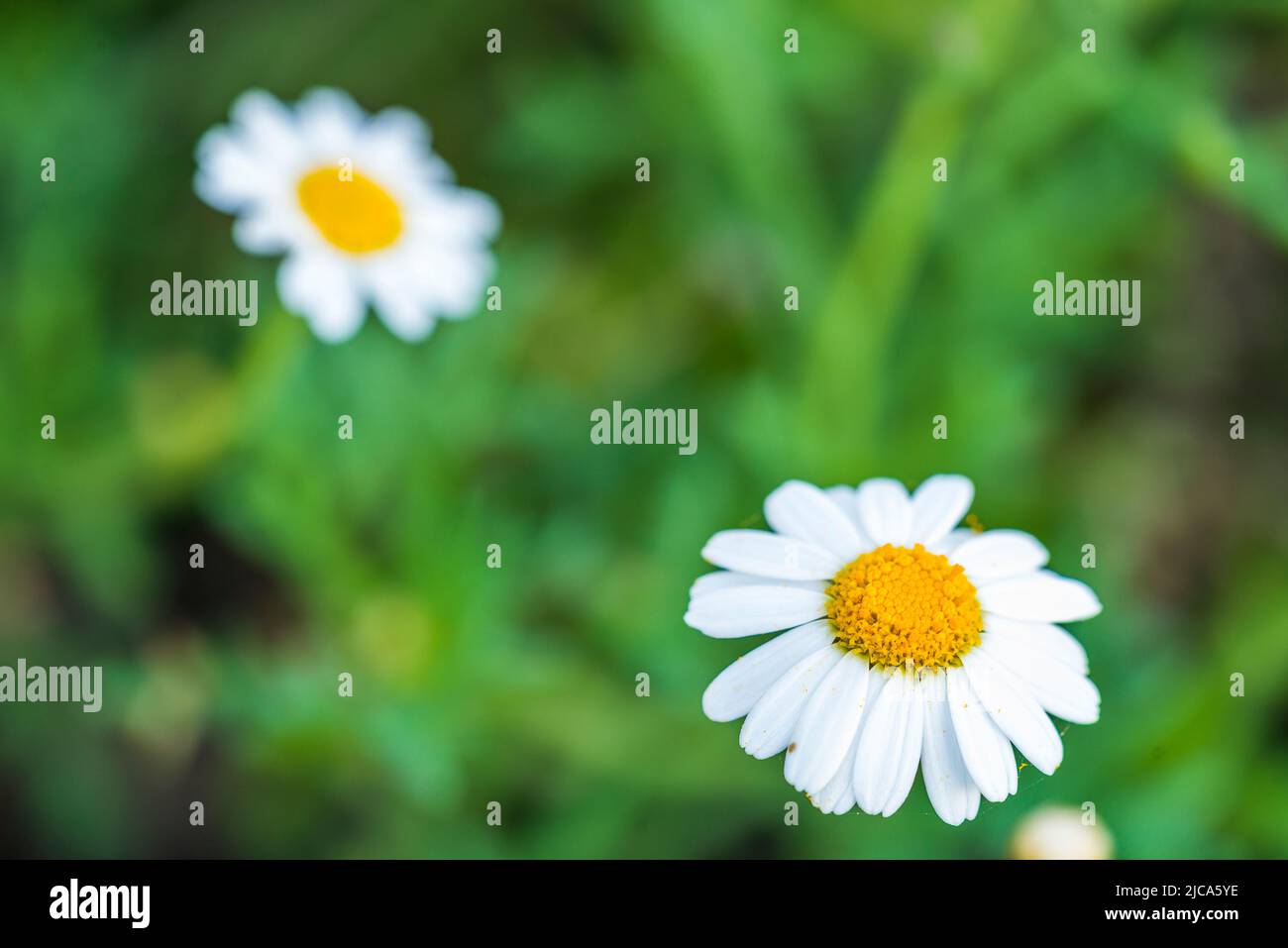 Argyranthemum frutescens, known as Paris daisy, marguerite or