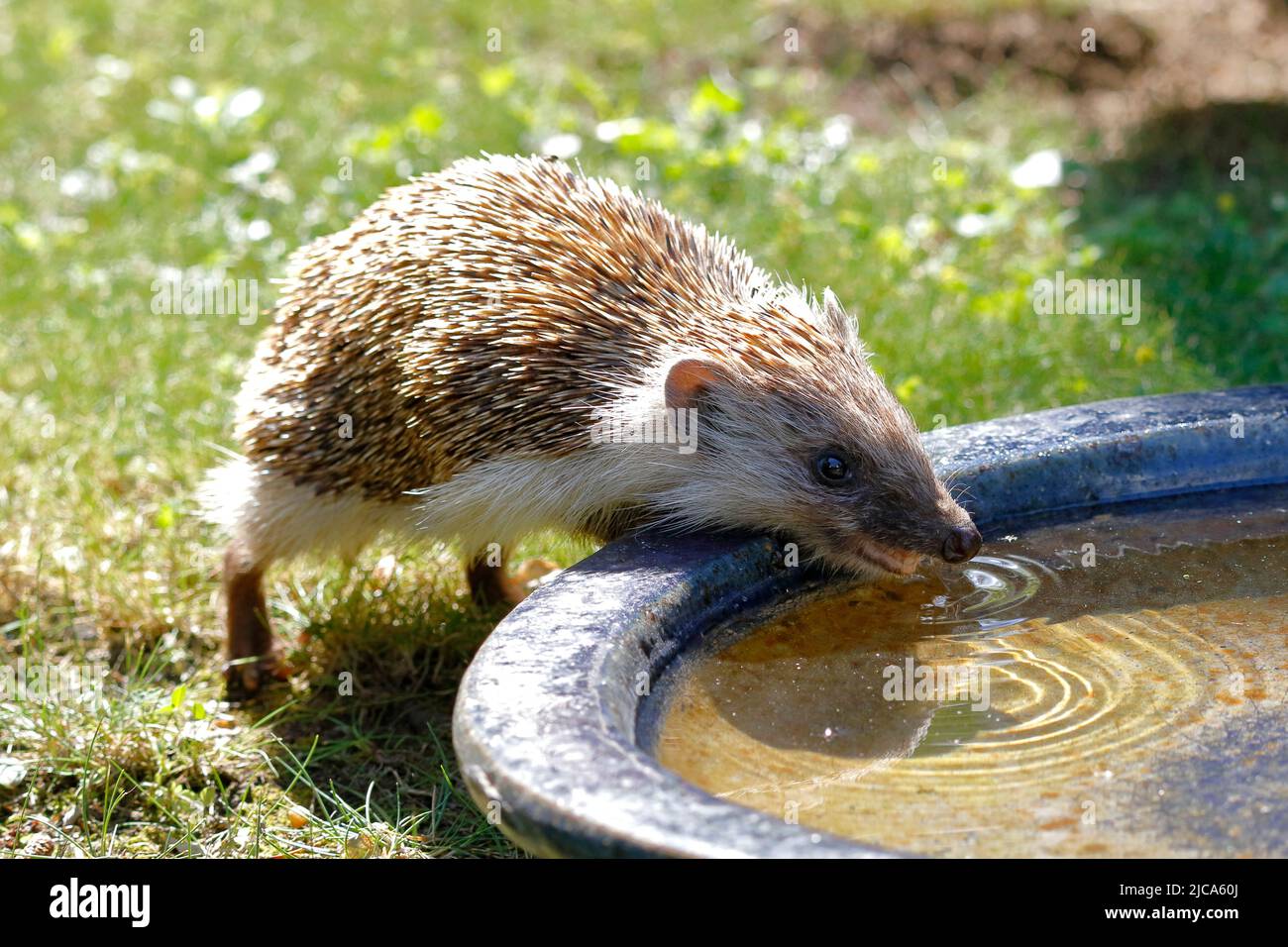 Hedgehog drinking hi-res stock photography and images - Alamy