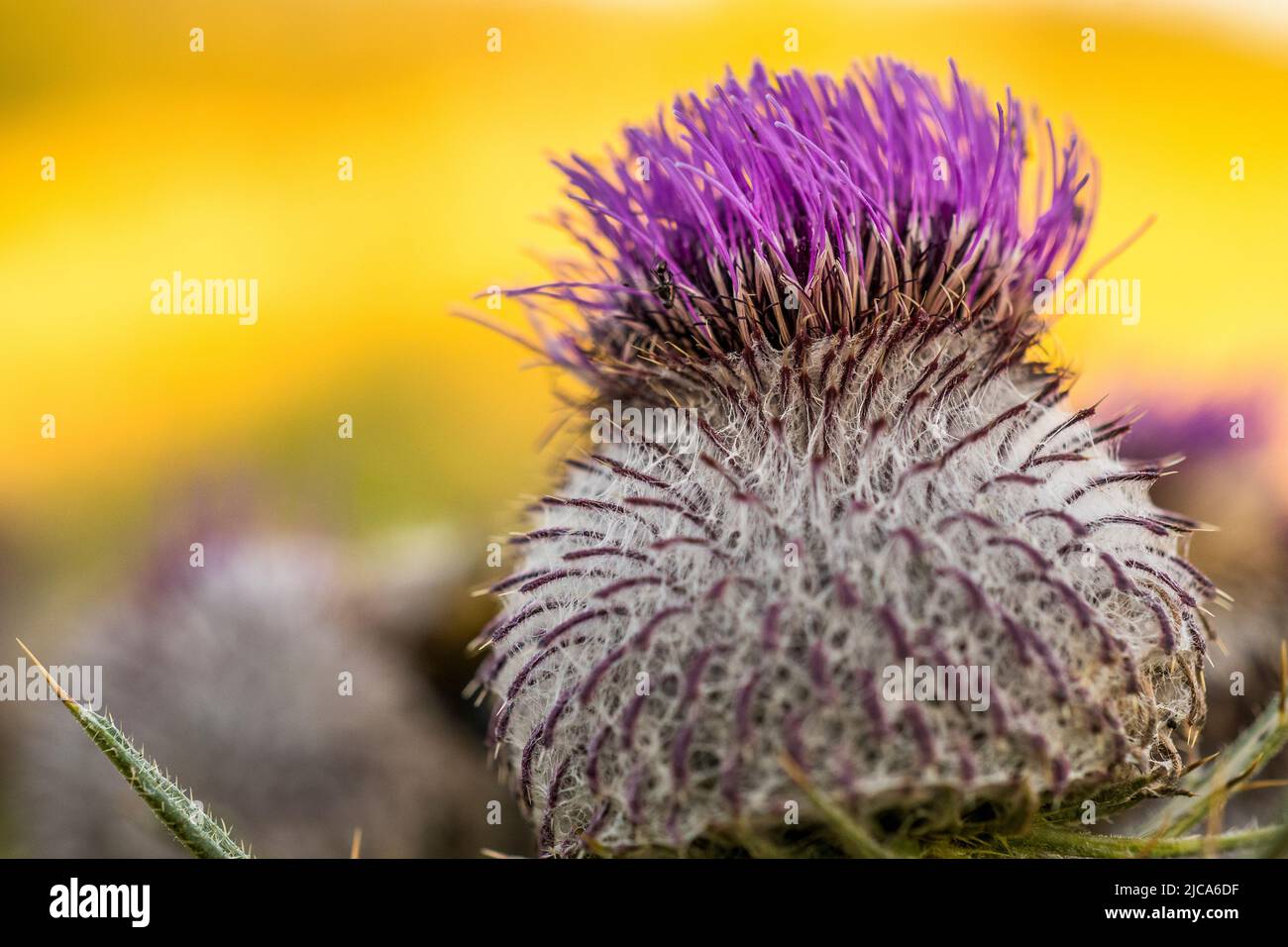 Cirsium eriophorum, the woolly thistle, is a herbaceous biennial species of flowering plant in the genus Cirsium of the family Asteraceae. Stock Photo