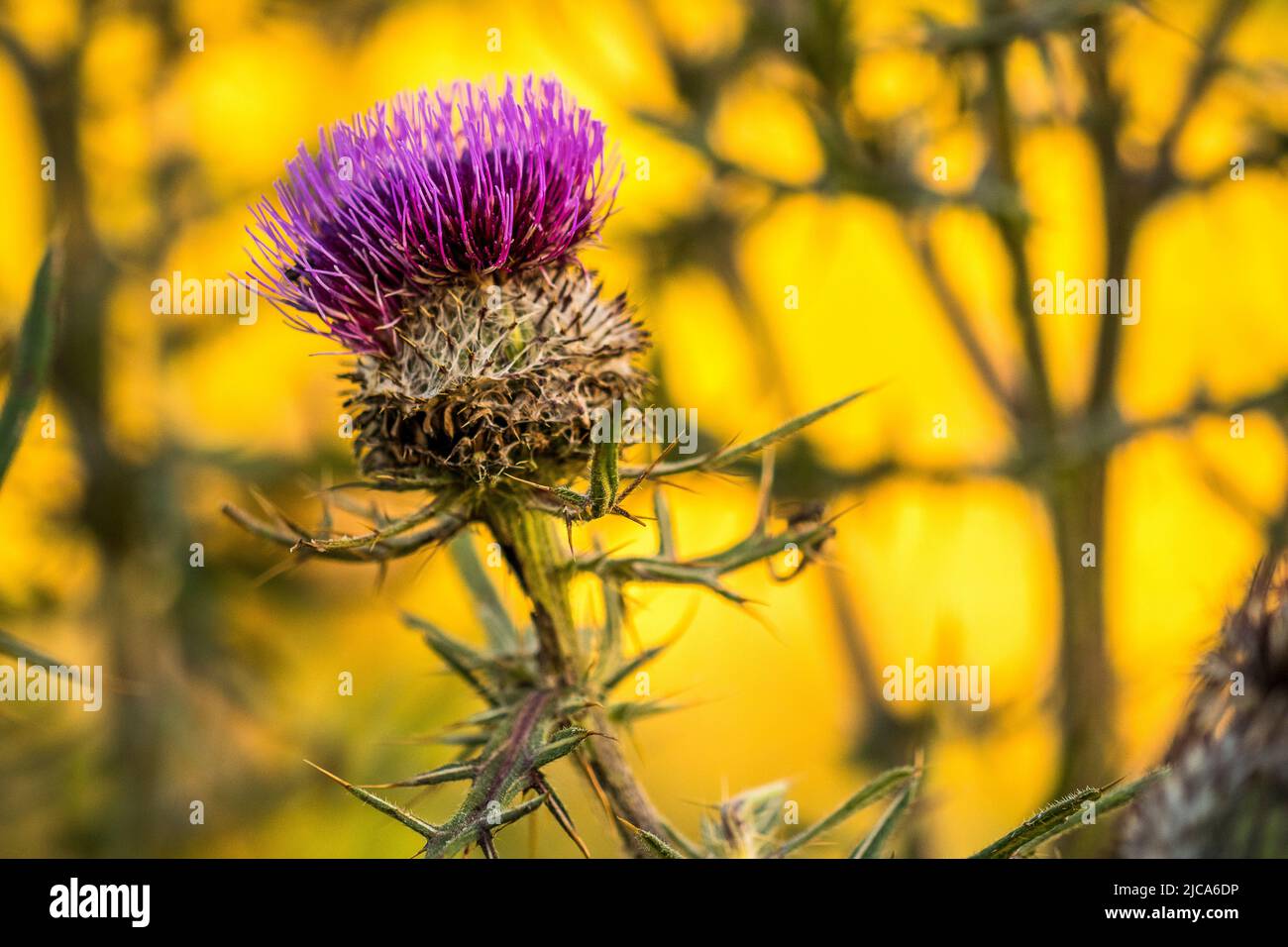 Cirsium eriophorum, the woolly thistle, is a herbaceous biennial species of flowering plant in the genus Cirsium of the family Asteraceae. Stock Photo