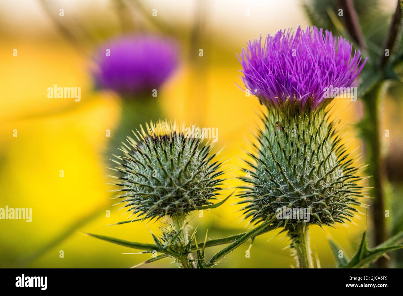 Cirsium vulgare, the spear thistle, bull thistle, or common thistle, is a species of the Asteraceae genus Cirsium. Stock Photo