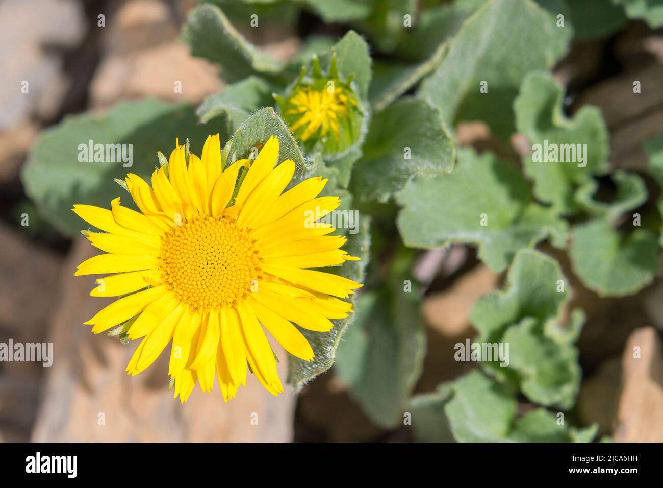 Large-leaved leopard's bane (Doronicum grandiflorum) is a European species of Doronicum, a member of the family Asteraceae. Stock Photo