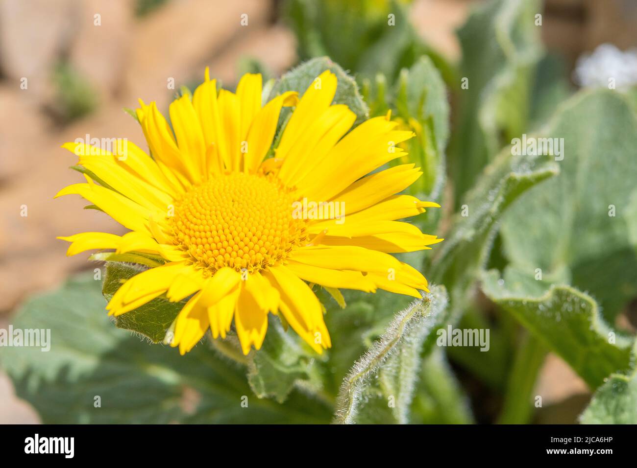Large-leaved leopard's bane (Doronicum grandiflorum) is a European species of Doronicum, a member of the family Asteraceae. Stock Photo