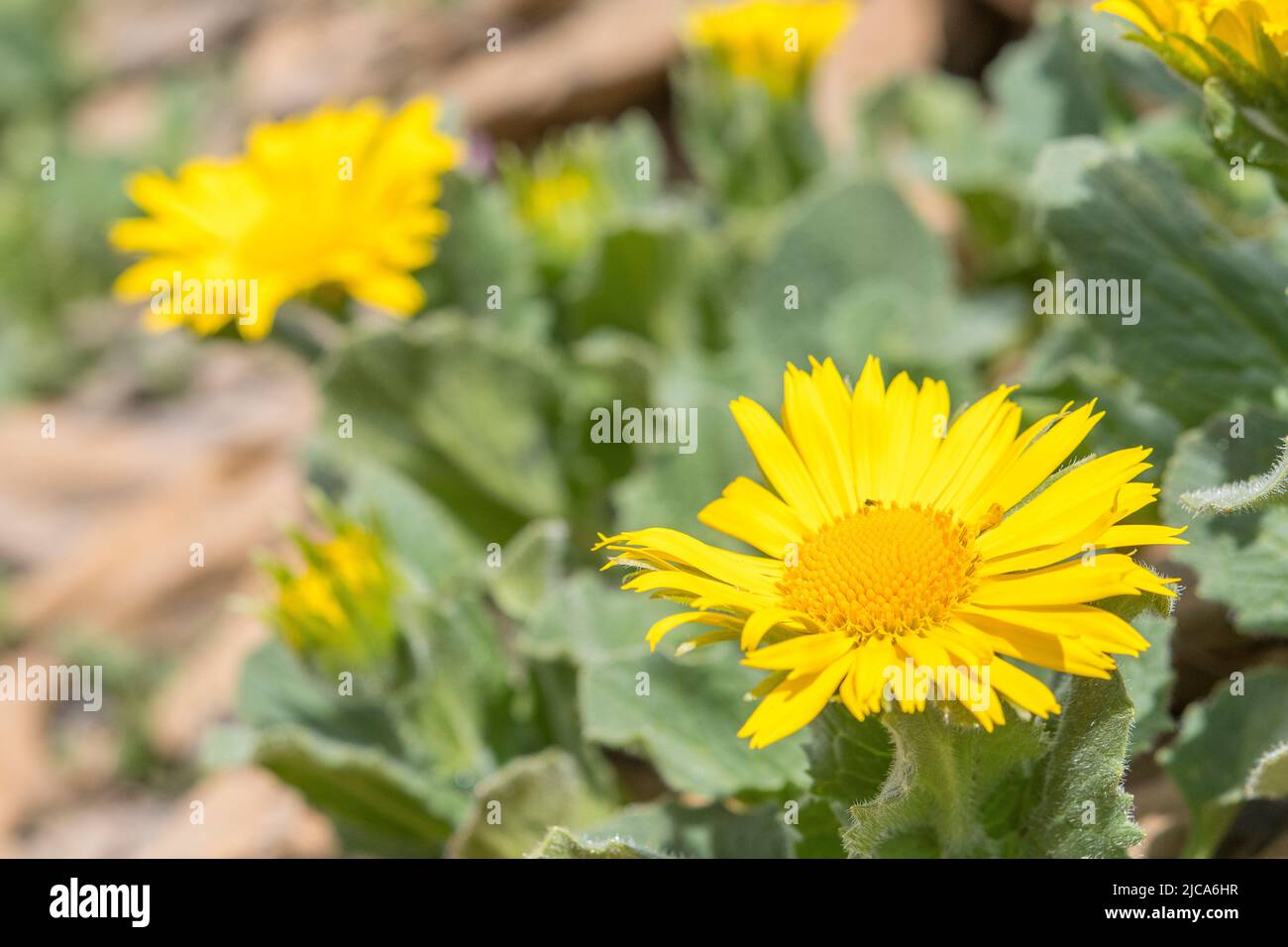 Large-leaved leopard's bane (Doronicum grandiflorum) is a European species of Doronicum, a member of the family Asteraceae. Stock Photo