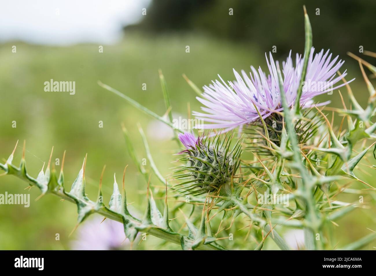Galactites tomentosus, the purple milk thistle, is a biennial herbaceous plant belonging to the genus Galactites of the Asteraceae family. Stock Photo