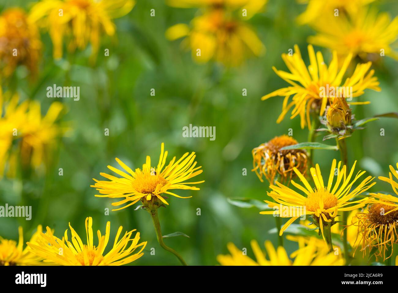 Genus Inula Inula salicina (common name Irish fleabane (UK) or willowleaf ...