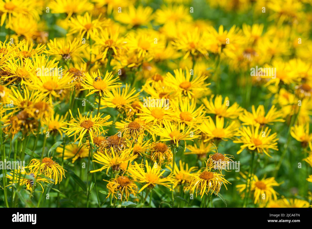 Inula salicina (common name Irish fleabane (UK) or willowleaf yellowhead) is a plant species in the genus Inula in the family Asteraceae. Stock Photo
