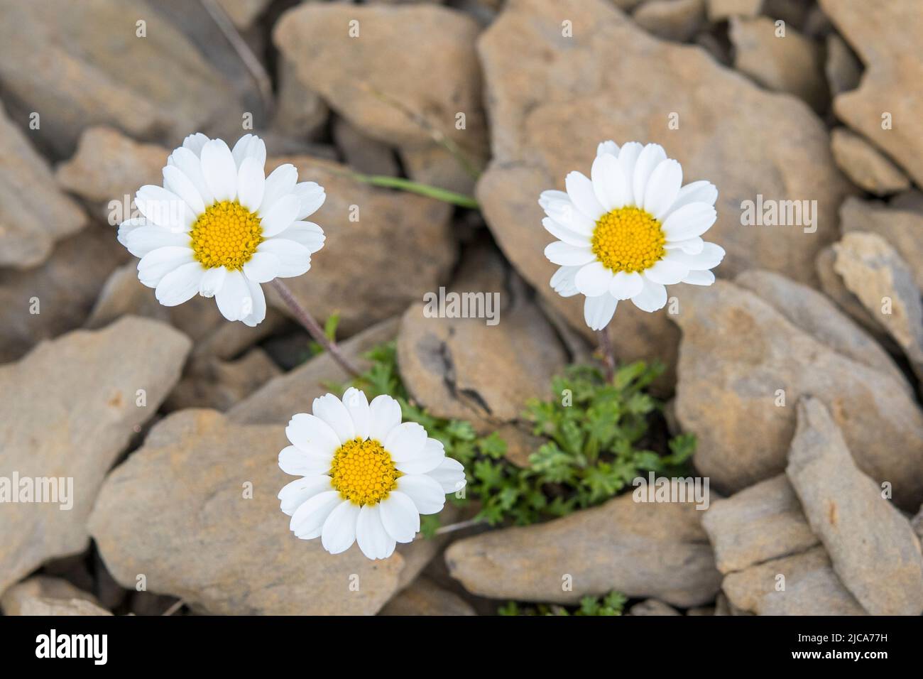 Alpine Moondaisy (Leucanthemopsis alpina Stock Photo Alamy