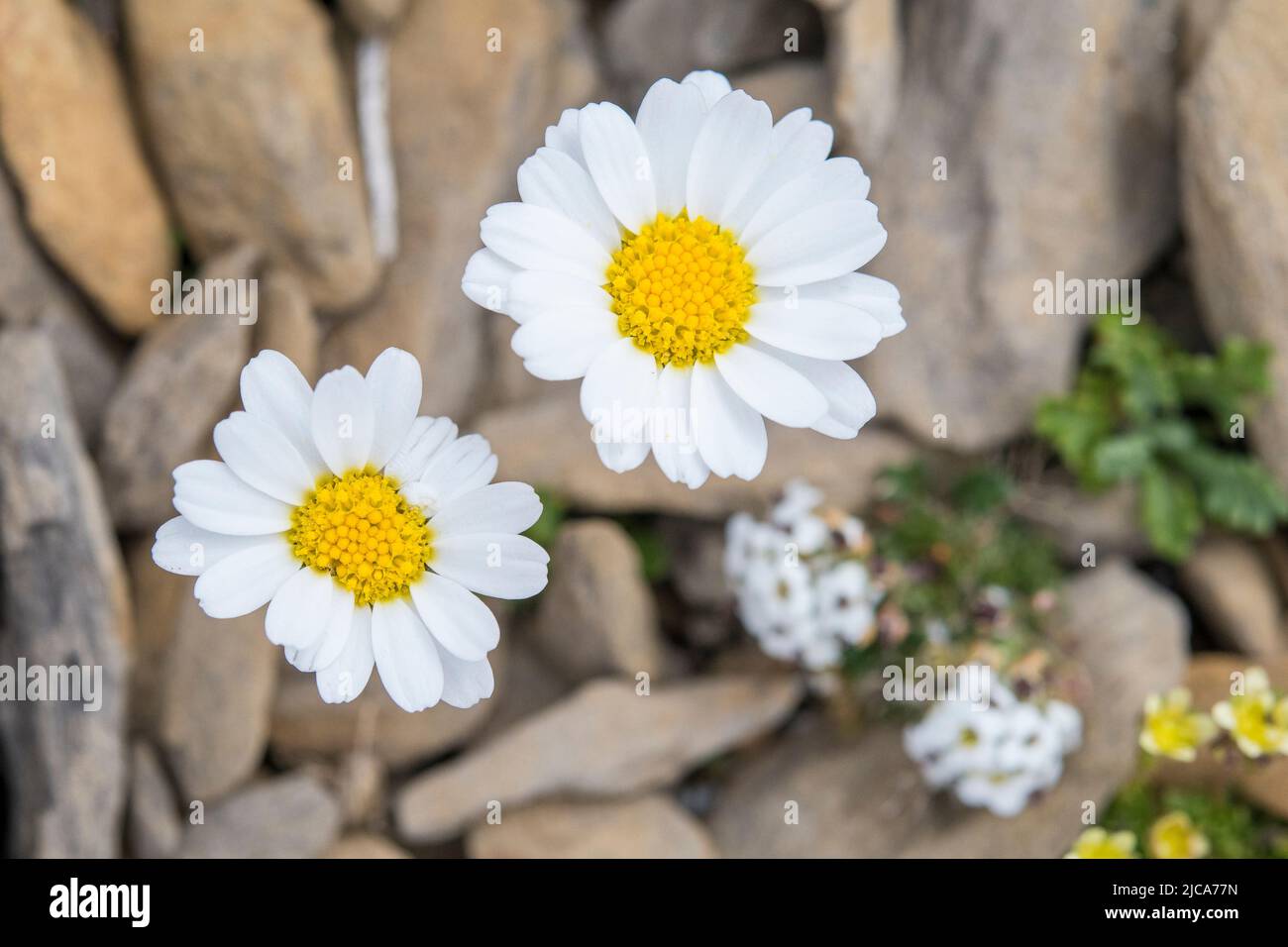 Alpine Moondaisy (Leucanthemopsis alpina Stock Photo Alamy
