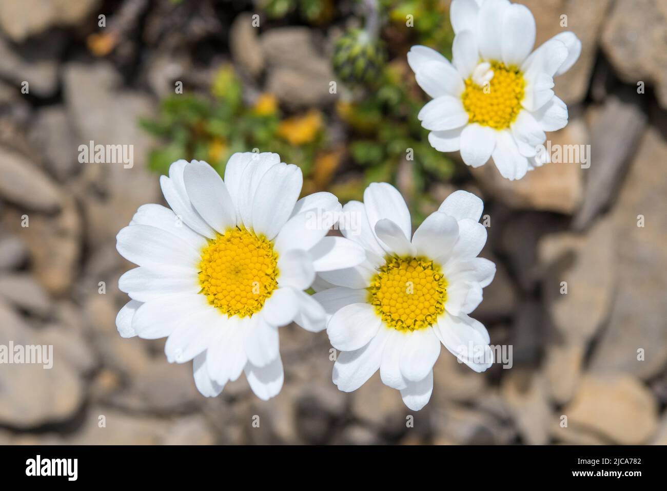 Alpine Moondaisy (Leucanthemopsis alpina Stock Photo Alamy