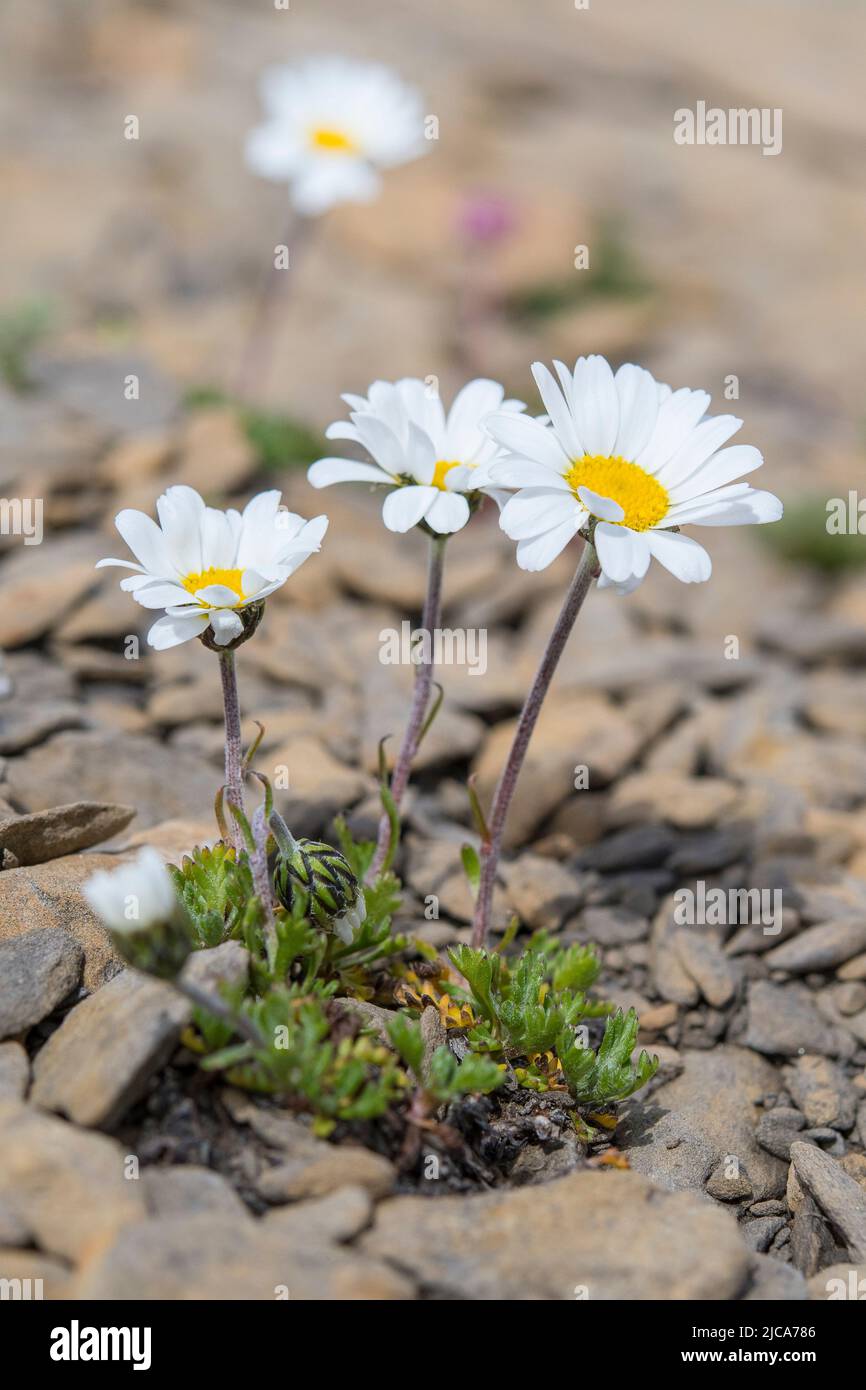 Alpine Moondaisy (Leucanthemopsis alpina Stock Photo Alamy