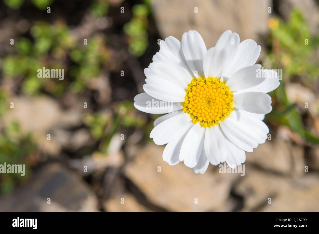Alpine Moondaisy (Leucanthemopsis alpina Stock Photo Alamy