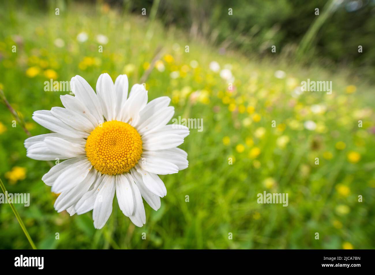 Leucanthemum vulgare, commonly known as the oxeye daisy, oxeye daisy, dog daisy, marguerite and