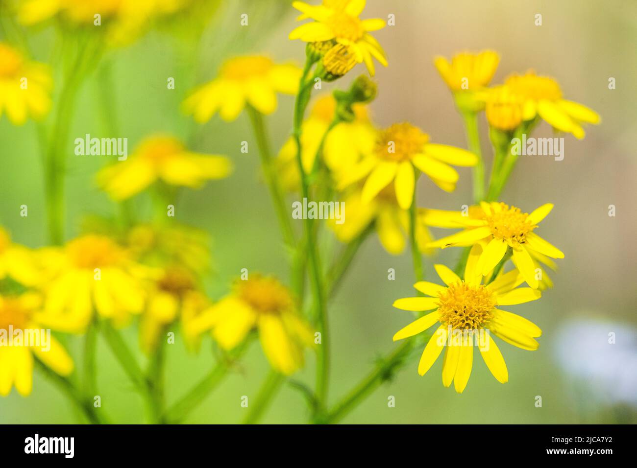 Jacobaea vulgaris, syn. Senecio jacobaea (Tansy, common Ragwort) is a ...