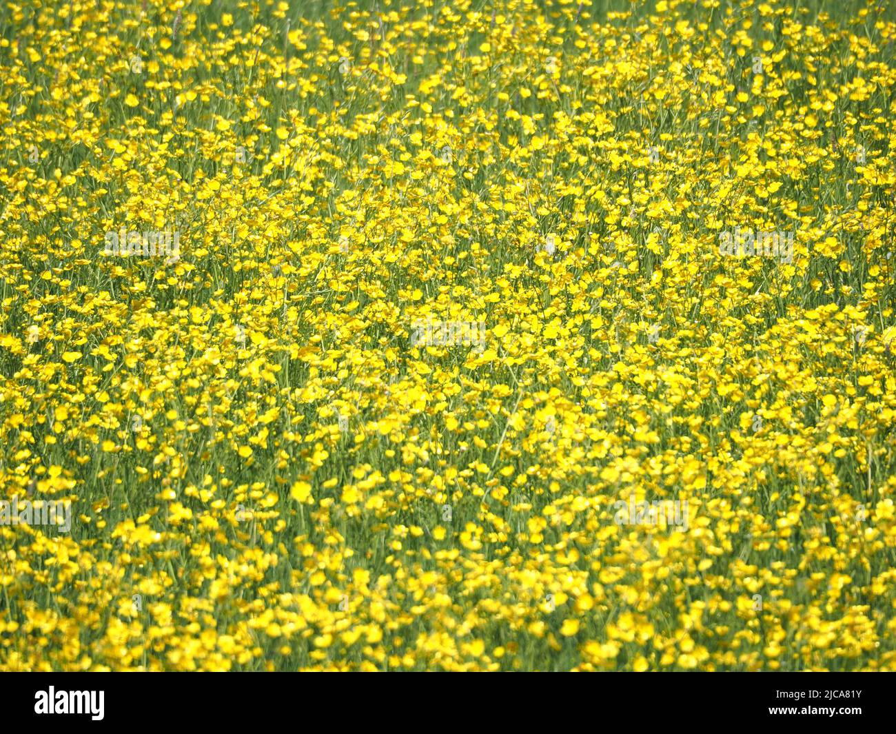 Field of yellow wildflowers, Northamptonshire, UK Stock Photo