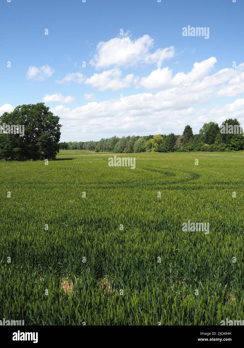 Farmland planted for wheat on the Courteenhall Estate, Northamptonshire, UK Stock Photo